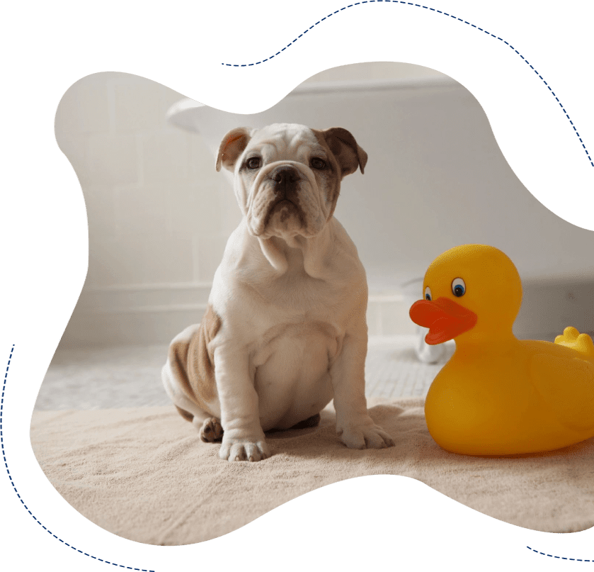 A dog sitting next to a rubber duck.