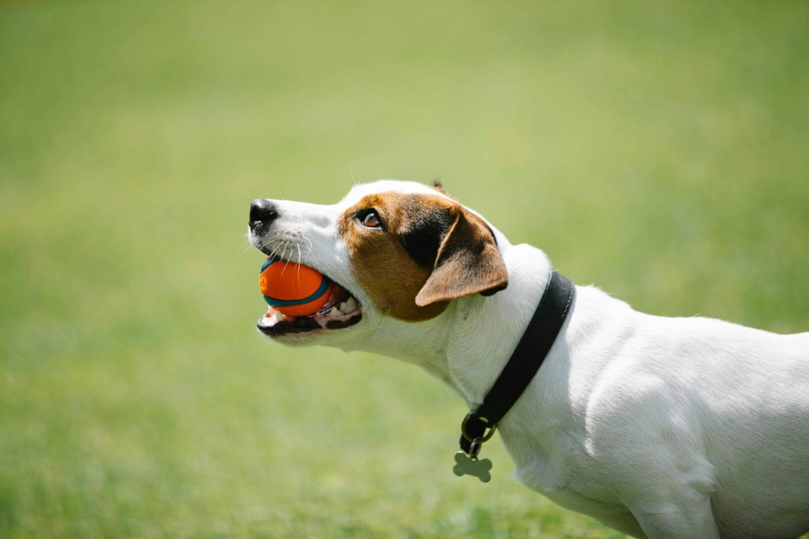 A dog with a ball in its mouth.